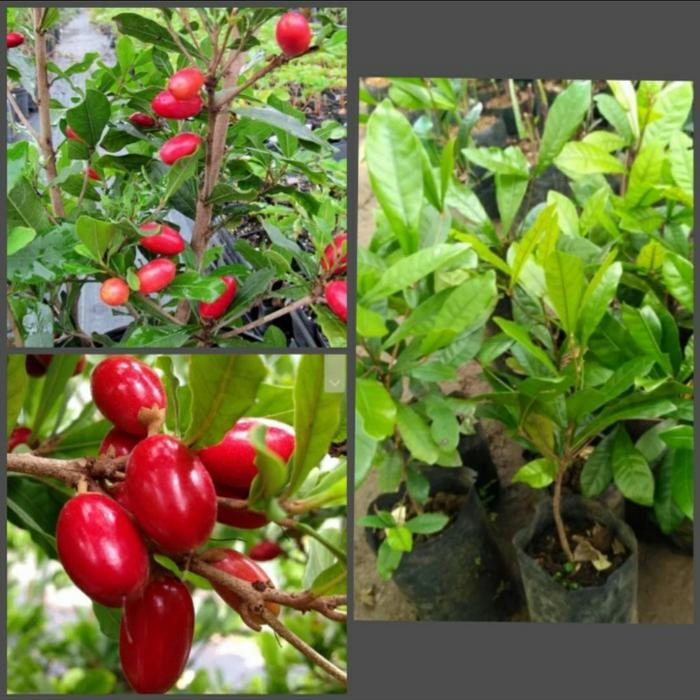 bibit pohon miracle fruit buah ajaib