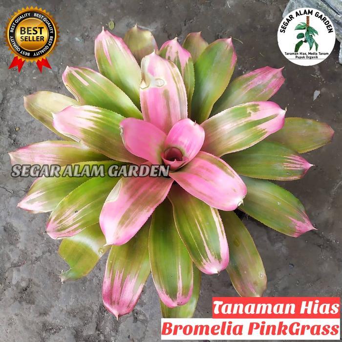 Tanaman Hias Bromelia Pink Grass