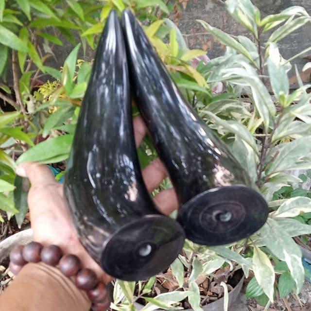 Pipa 0Nce Tanduk Kerbau Hitam 044