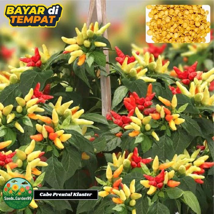 "New" [TERLARIS] BIJI/BENIH CABE TUMPUK PRENTUL KLASTER