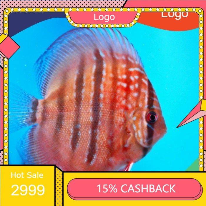 Ready Ikan Discus Heckel 2" Inc