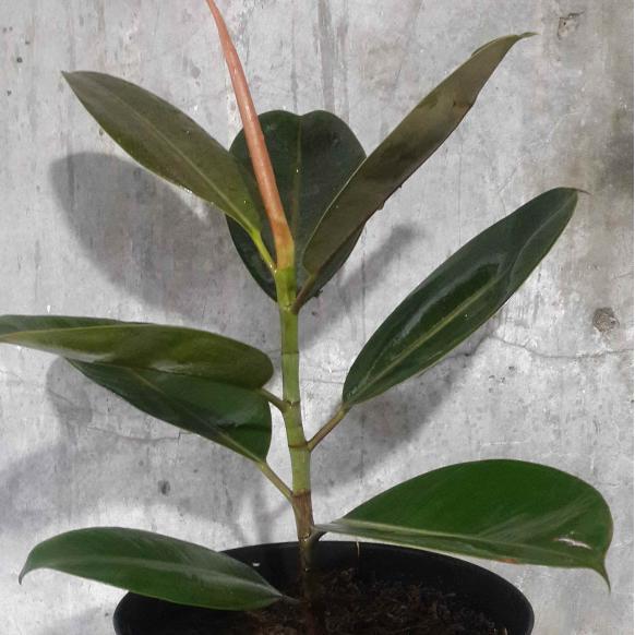 "New" Jual Bibit Pohon Karet Kebo Daun Karet Kebo