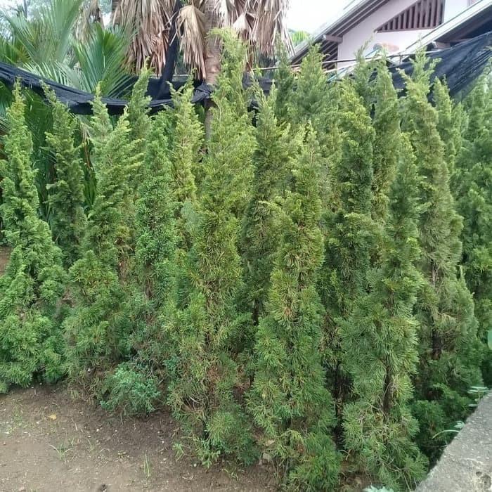 Pohon Cemara Lilin 2 Meter-Hijau Tosca Gratis Ongkir