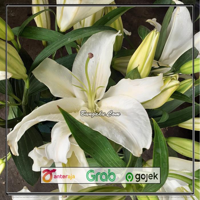 Bunga Lili Putih White Lily Fresh Segar Asli 5 tangkai