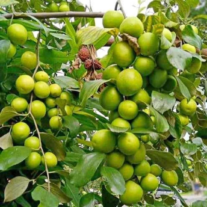 Bibit Pohon Apel Putsa Siap Berbuah / Pohon Apel India