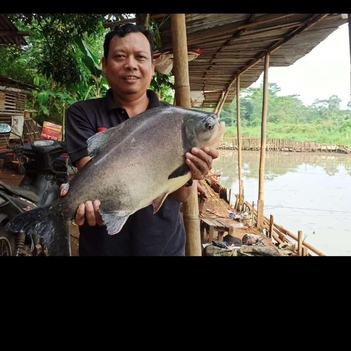 Umpan Ikan Bawal Mede Presto