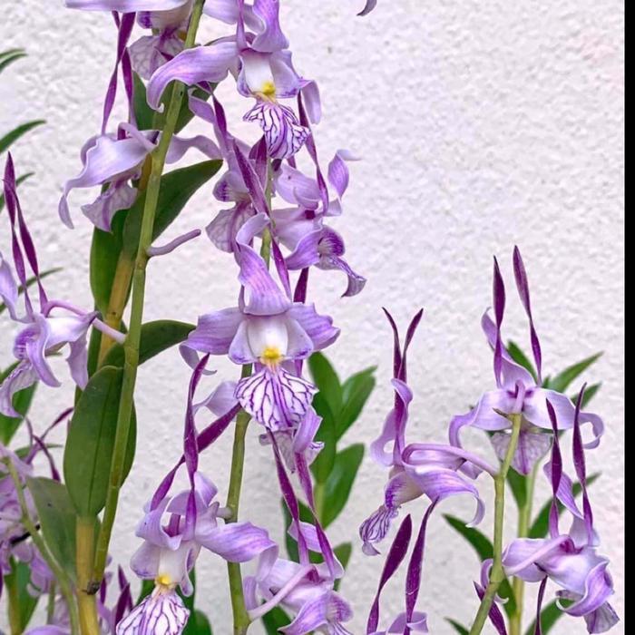 TERPERCAYA [ DEWASA ] Dendrobium leporinum