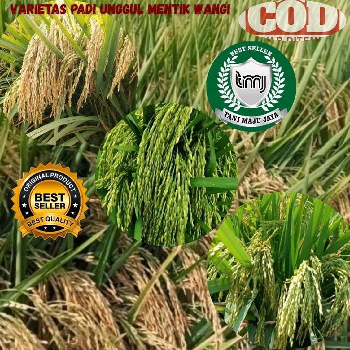 Terlaris Bibit Padi Benih Padi Unggul Varietas Mentik Wangi Kemasan 5Kg Biji Tanaman Pupuk