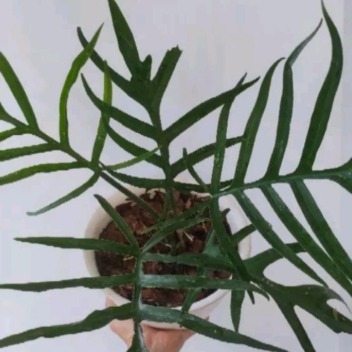 Philodendron Tortum / Philo Tortum