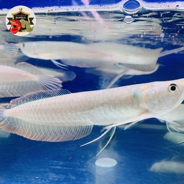 Ready Arwana Silver Red / Silver Brazil Ukuran 11-12Cm Full