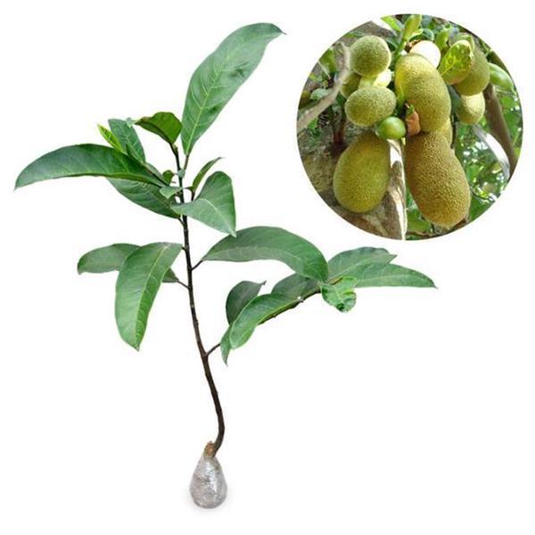 ASLI Bibit Taan Cempedak King Okulasi King Malaysia Varietas Unggul Cepat Berbuah READY STOCK