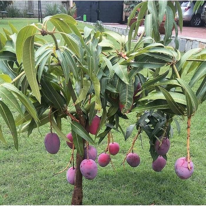 Bibit / Pohon Mangga Irwin Unggul Cepat Berbuah / Sudah Berbunga