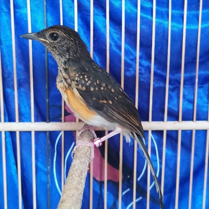 Burung Murai Medan Trotol Prediksi Jantan #Gratisongkir