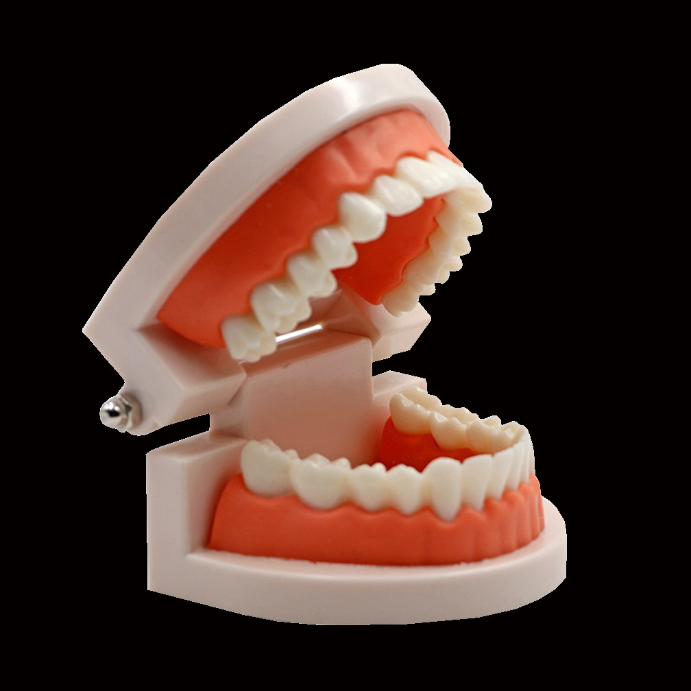 Promo Standard Teeth Model Typodont Teaching Practice Training Jaw Typodont Model Demonstration Tool