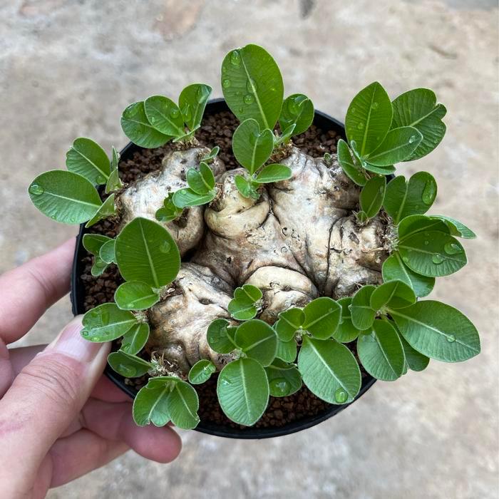 PROMO pachypodium brevicaule B