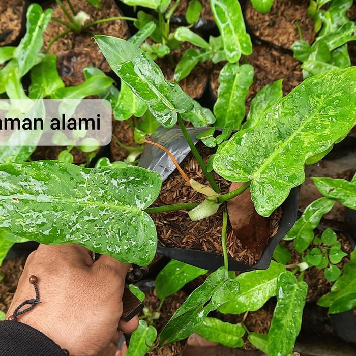 Terlaris Tanaman Hias Philodendron Dragon Variegata - Philo Dragon Varigata -Gratisongkir