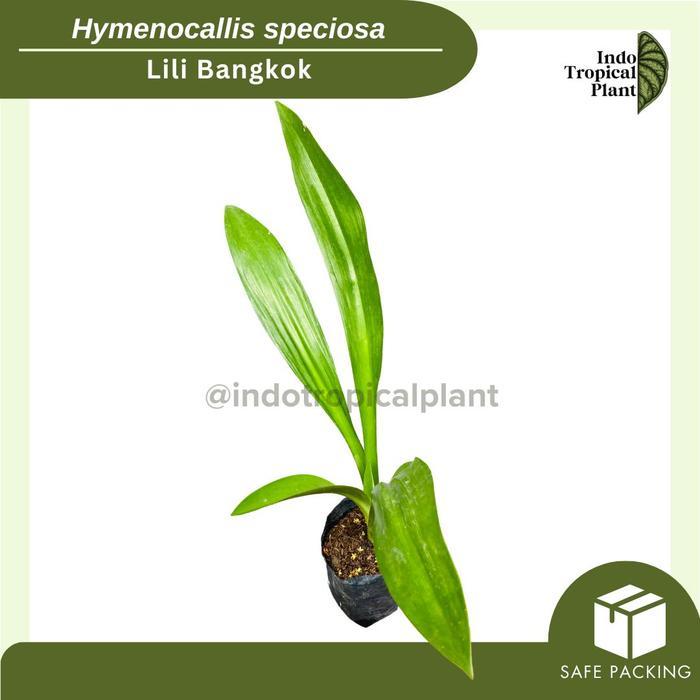 [Khusus Instan] Tanaman Lili Bangkok / Hymenocallis Speciosa / Hiasan Taman Ready