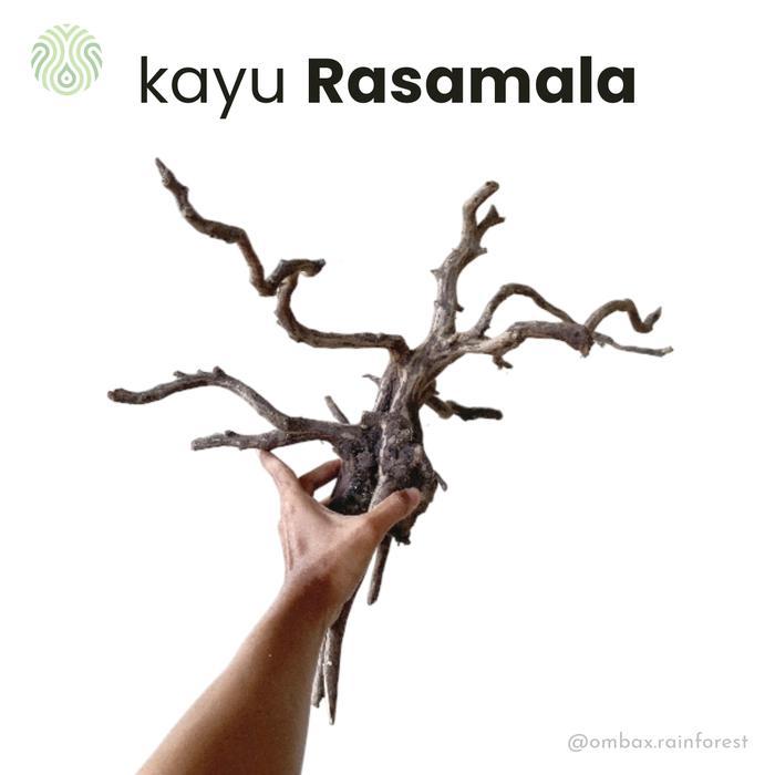 Ready Kayu Rasamala - Akar Rasamala / Hardscape Aquascape / Aquarium