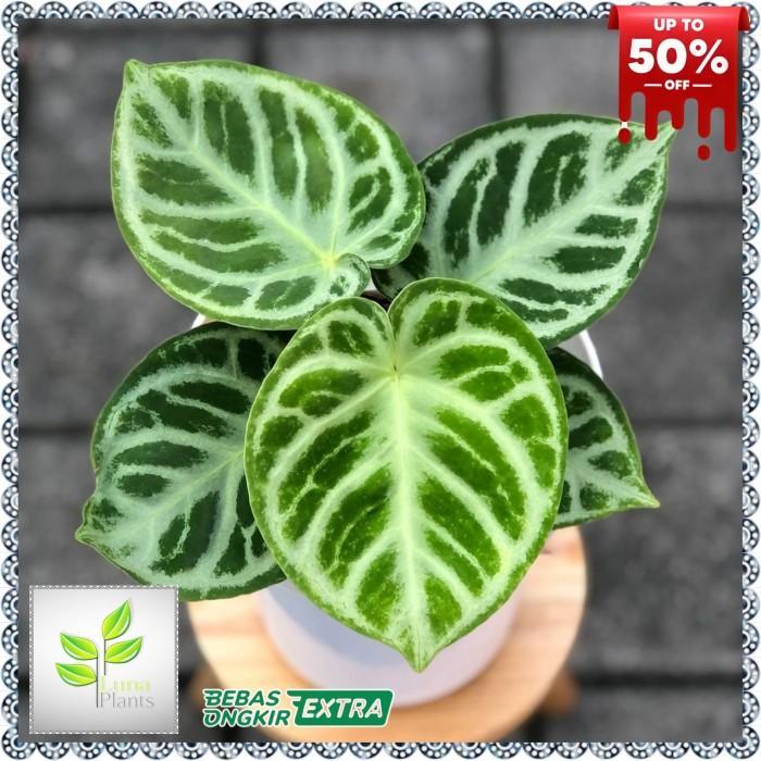 Anthurium Dorayaki Silver Blush - Dorayaki Silver Blush