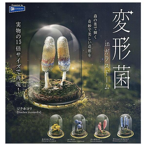 [Preorder - chat for fullprice] Slime mold in glass dome capsule toy [202605]