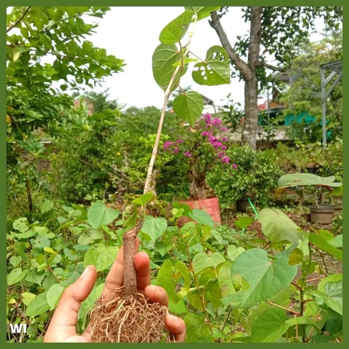 BERGARANSI Bahan Bonsai Waru India, Bibit Bonsai Waru Hasil Stek, Artificial