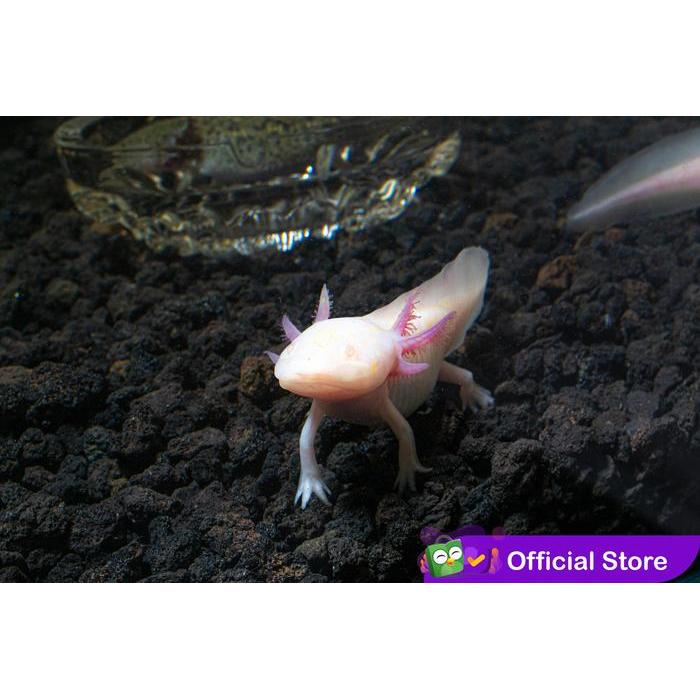 Axolotl Albino Mata Merah Dogfish Salamander Walking Fish #Gratisongkir