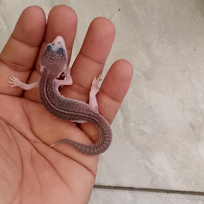 Leopard Gecko Baby Pied Mulus