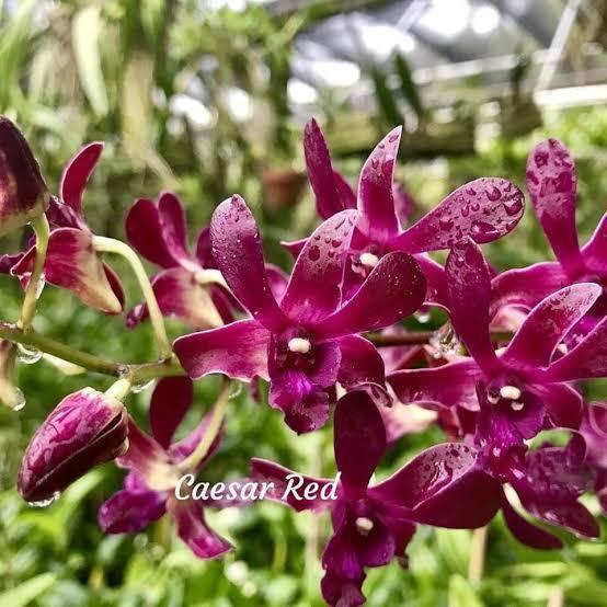 Anggrek Dendrobium Caesar Red Dewasa Spike #Promo