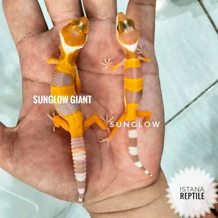 Leopard Gecko Sunglow Warna Ciamik, Acak Sesuai Umur Pasti Ori
