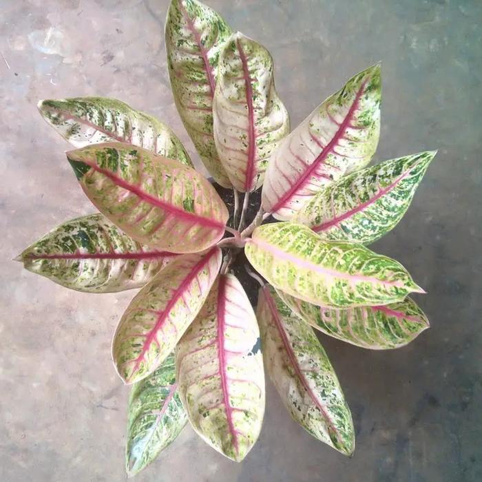 Aglonema Dona Carmen Mutasi+Pot Putih