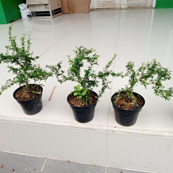 Tanaman Bonsay Mini Tanaman Serut Tanaman Bonsai
