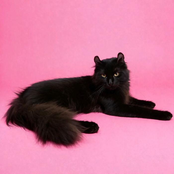 Kucing american curl / kitten acl / American curl / curl