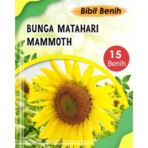 BIG SALE Benih bunga matahari Mammoth 15 biji / Seeds Flower Mammoth Sun flower Bunga Matahari mudah