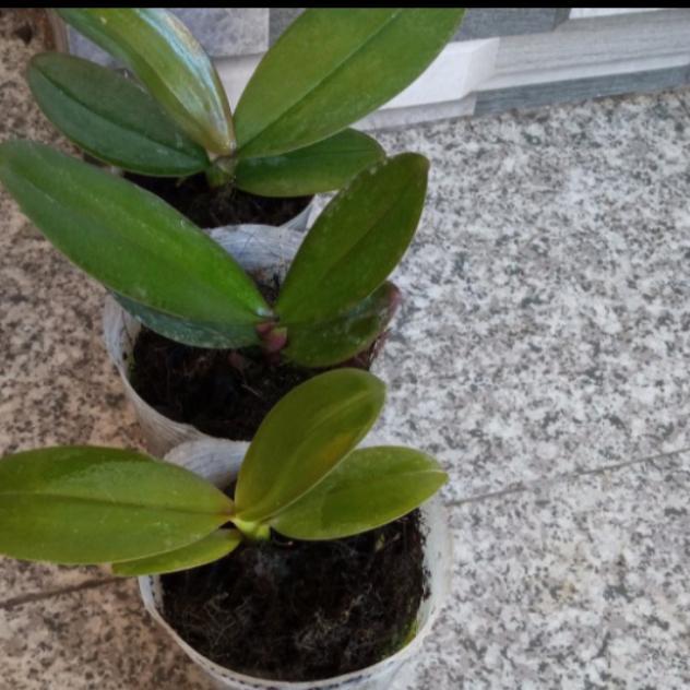 EKSLUSIF paket anggrek bulan