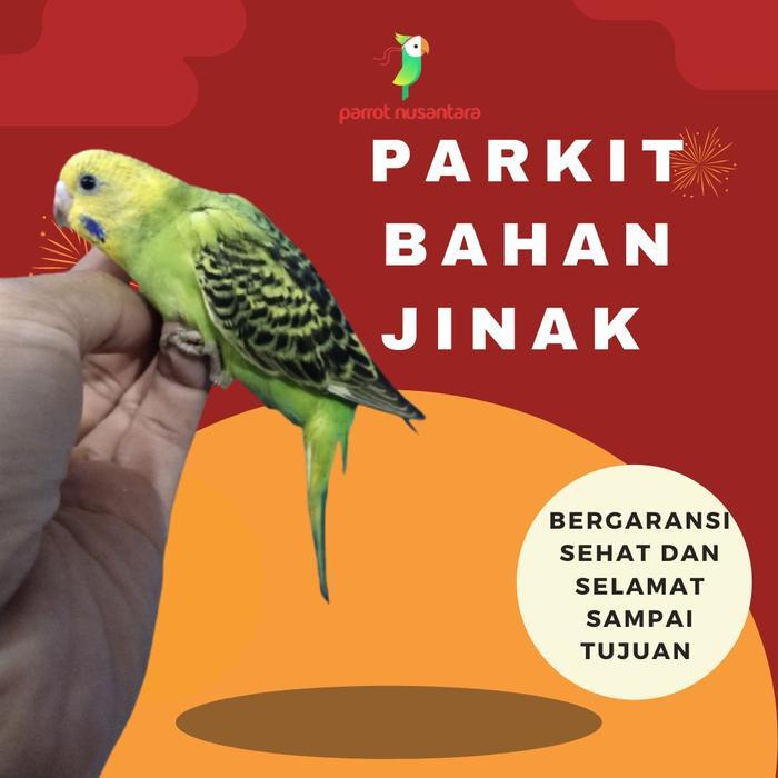 Promo Burung Parkit Anakan Lugu Mandiri Milet