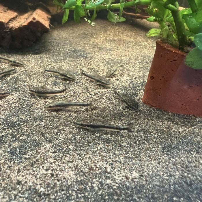 New Otocinclus Catfish - Dwarf Suckers