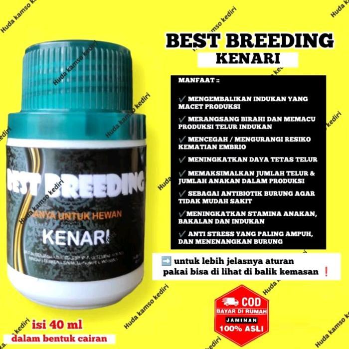 TERLARIS BEST BREEDING + BESTBREEDING + BEST BREDING + BESTBREDING + BEST BREEDING KENARI +