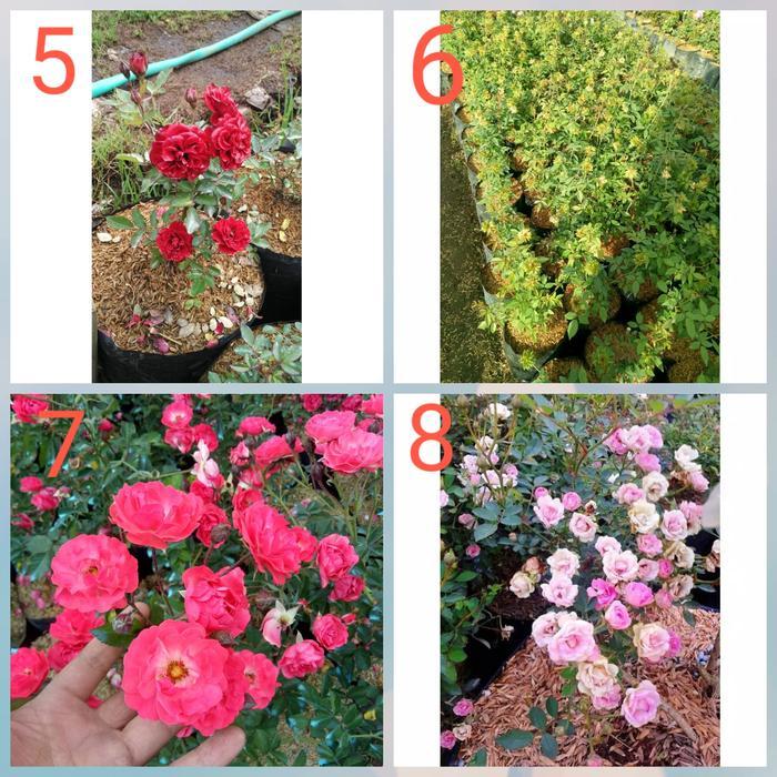 TERBAIK bibit tanaman mawar baby rose murah