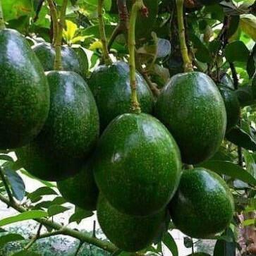 Asli Bibit Alpukat Miki Asli Cangkok Ready Stock #Promo