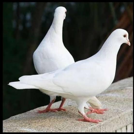 Burung Merpati Putih Sepasang Buat Lepasan Acara Nikahan Dll #Gratisongkir