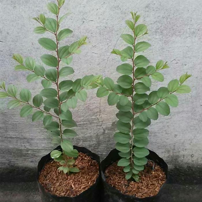 "New" Pohon Bidara Arab Asli harga murah