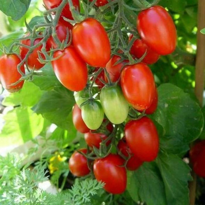PROMO 5 Biji Benih Tomat Cherry JULIET F1 Benih Sayuran Bibit Sayuran
