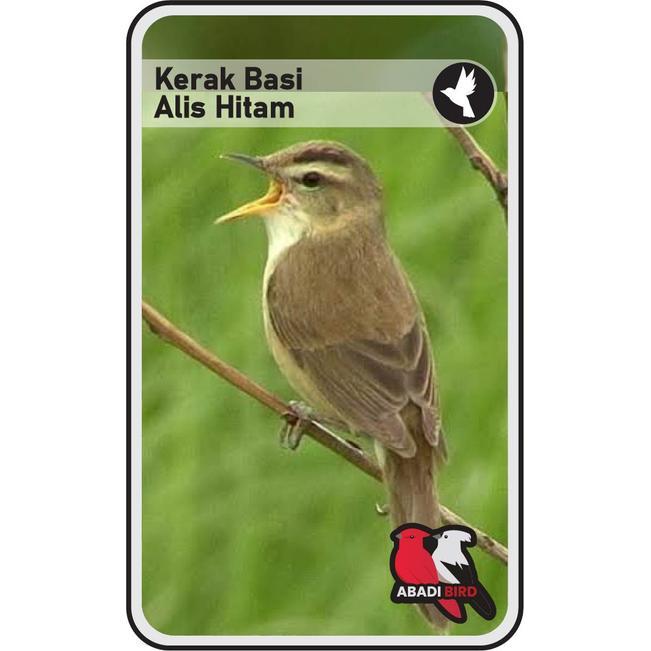 BURUNG KERAK BASI ALIS HITAM PALMERAH
