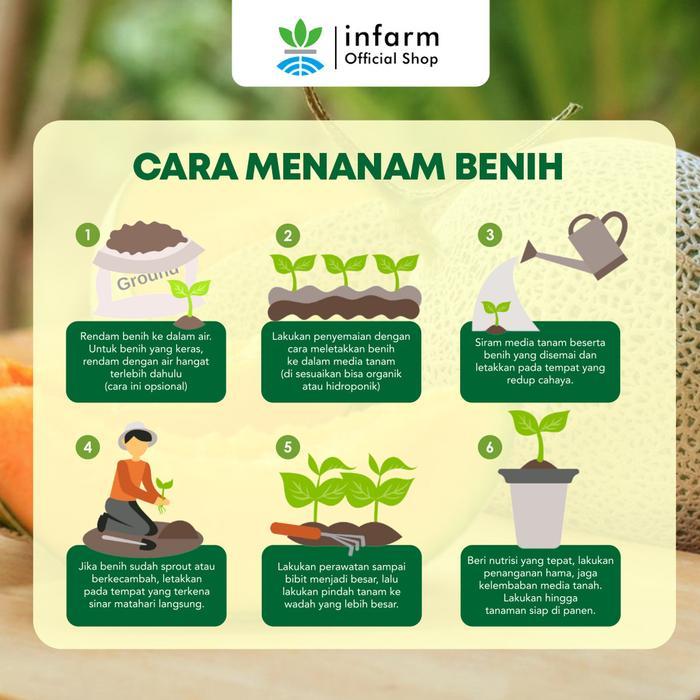 BIG SALE INFARM - Benih Buah Melon Ringmelo, Bibit Buah Melon Hibrida Biji Buah Melon Manis Premium