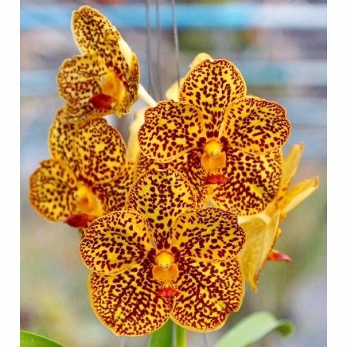 Terlaris Anggrek Dendrobium Kuning Totol Dewasa -Gratisongkir