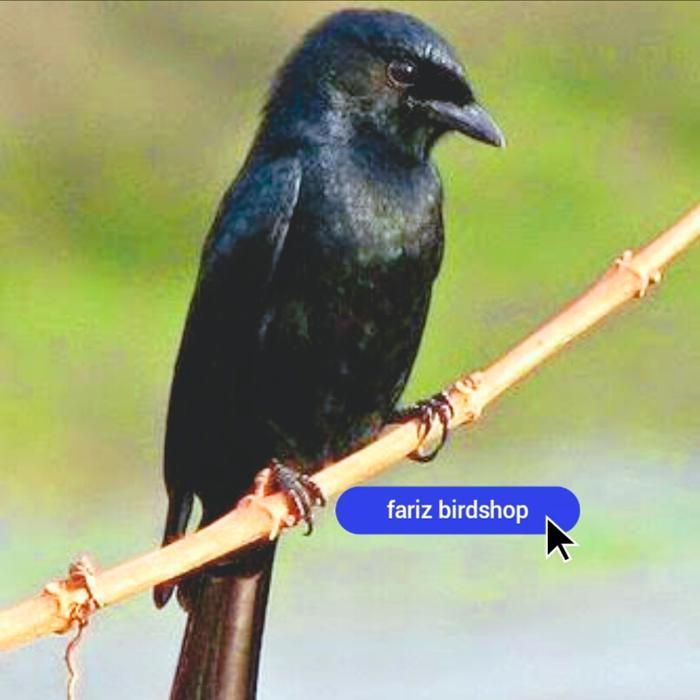 burung srigunting hitam bahan pilihan jantan