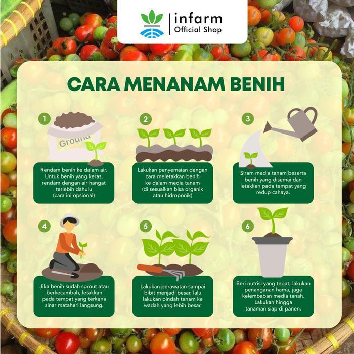 TERLENGKAP INFARM - Benih Tomat Mini Chomato Unggul, Bibit Buah Tomat Mini Hibrida Benih Buah Tomat