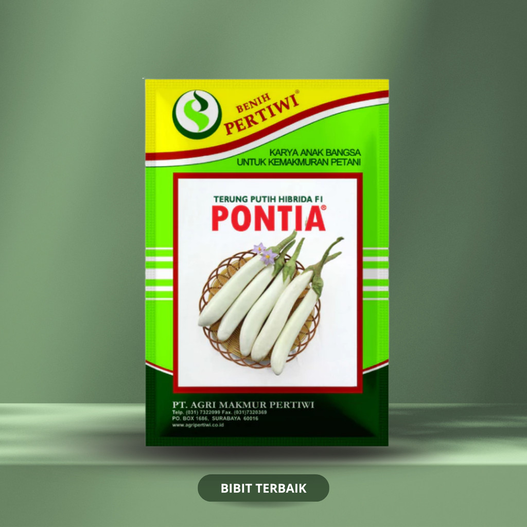 Benih Terong Putih Pontia (10g) - Benih Pertiwi