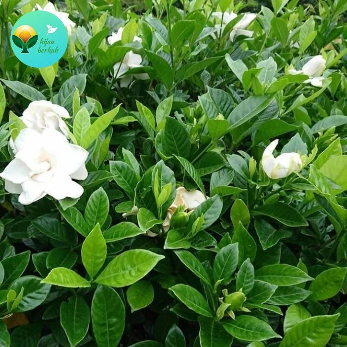 Tanaman Bunga Melati Kaca Piring Bunga Besar Wangi Pecah Piring Hijau
