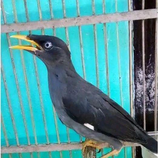 Jalak Kebo Mata Putih Pilihan Jantan #Gratisongkir